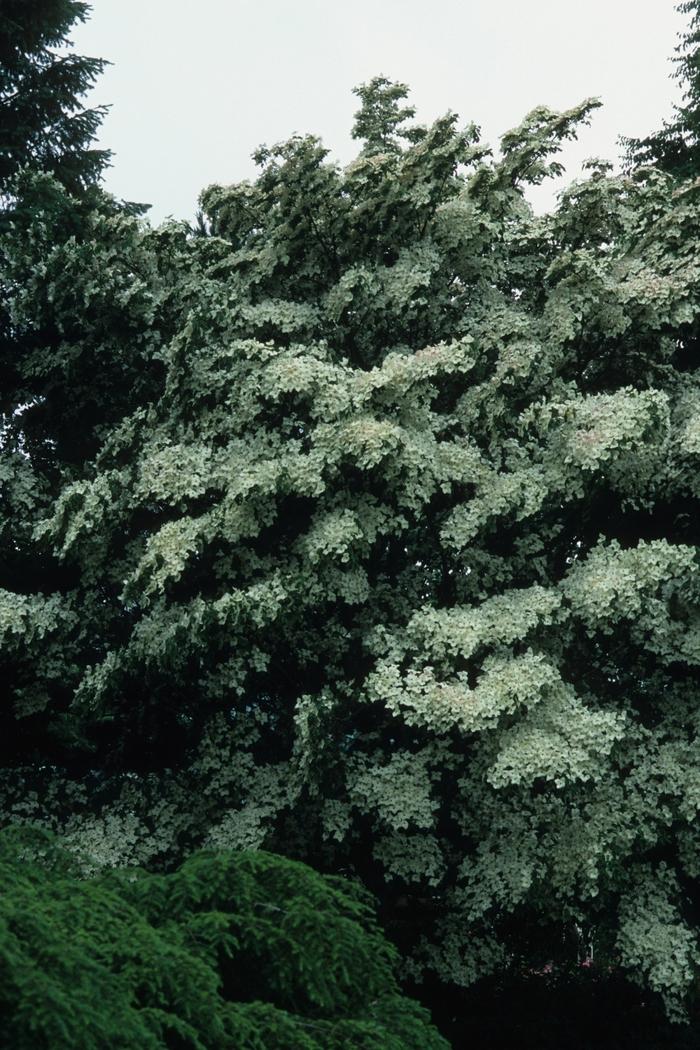 Cornus kousa var. chinensis 