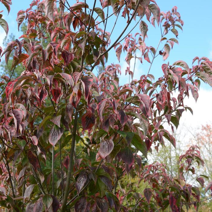 Cornus x Celestial Shadow