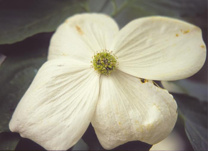 Cornus x Venus