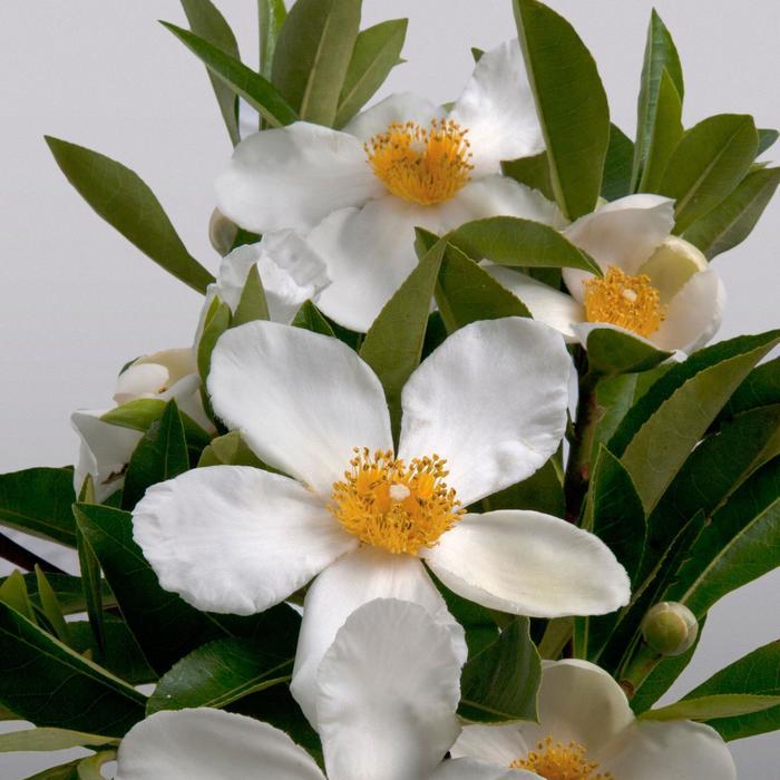 Gordlinia grandiflora 