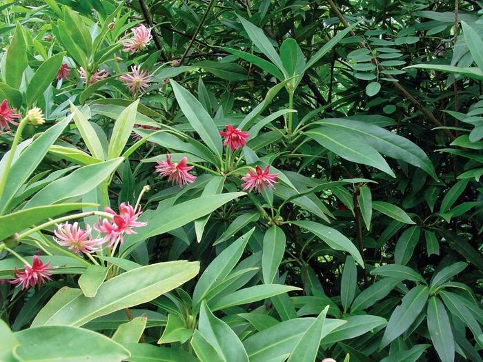 Illicium x Woodland Ruby