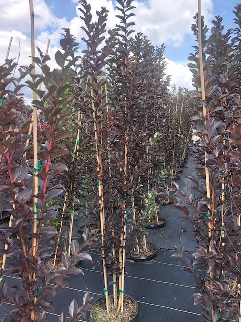 7g Lagerstroemia Thunderstruck™ 'White Lightning™' MS 6/16/25 - All crops will not look identical