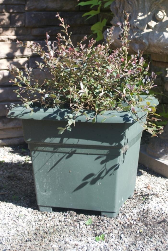 Loropetalum chinense var. rubrum Daruma