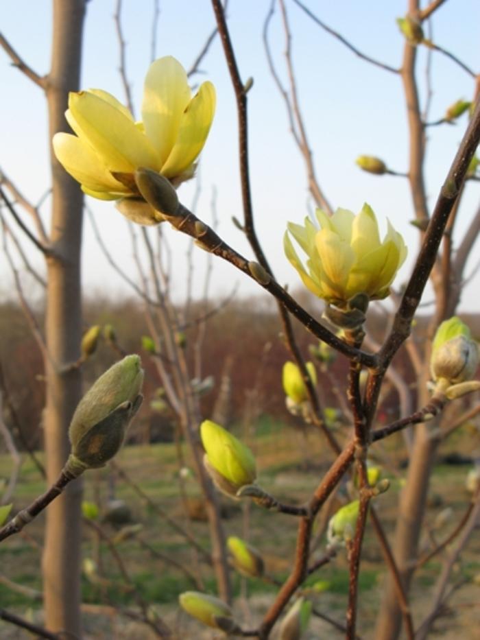 Magnolia x Butterflies