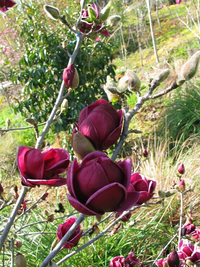 Magnolia x Genie