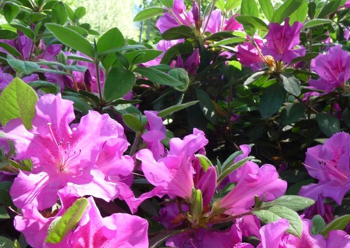Rhododendron Encore® Conlec