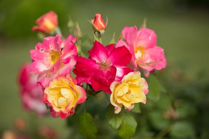 Rosa x Campfire Pink