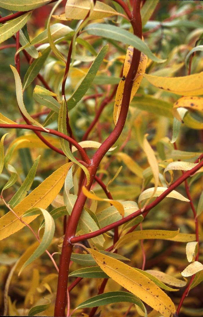 Salix matsudana Scarlet Curls&reg;