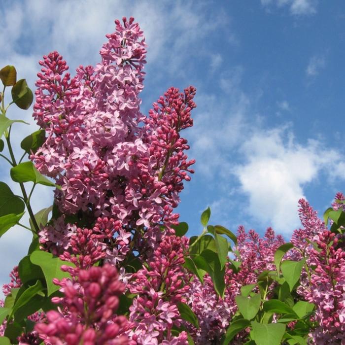 Syringa Crimson Doll™