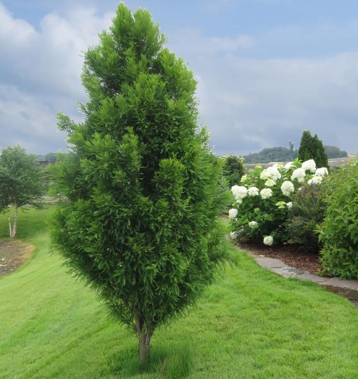 Taxodium distichum Lindsey's Skyward™
