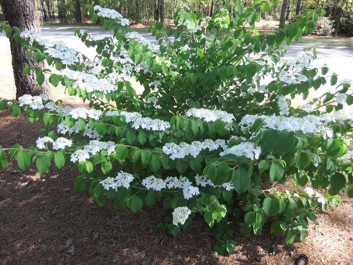 Viburnum plicatum Shasta