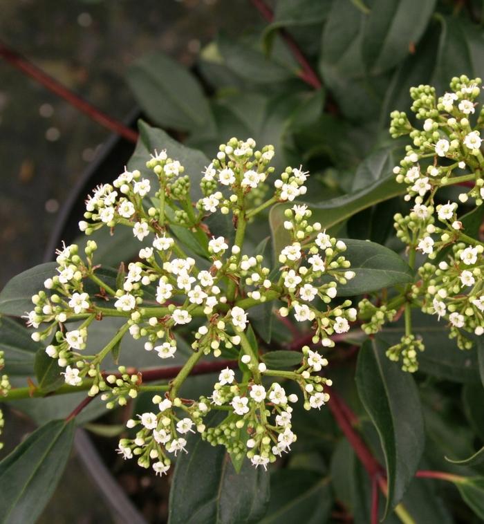 Viburnum x Moonlit Lace®
