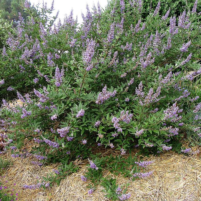 Vitex Summertime Blues®