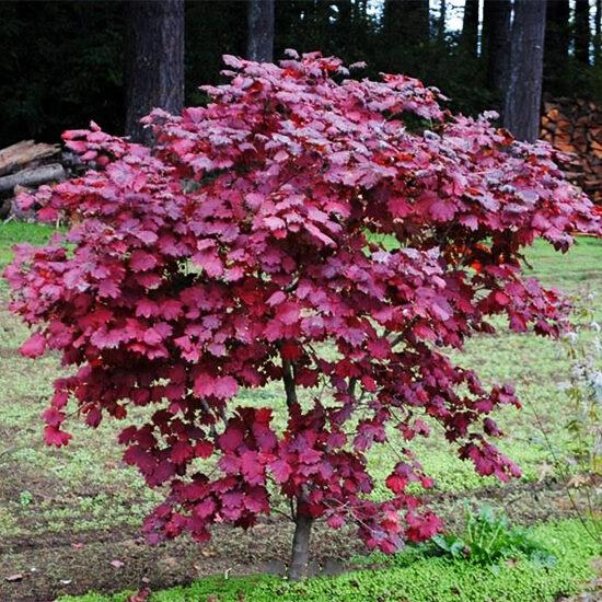 Acer japonicum 'Ruby' - Ruby Fernleaf Maple 