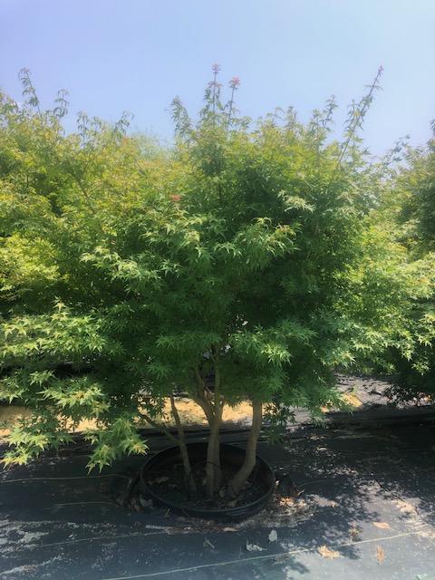 65g Acer palmatum MS - Will be ready in September 