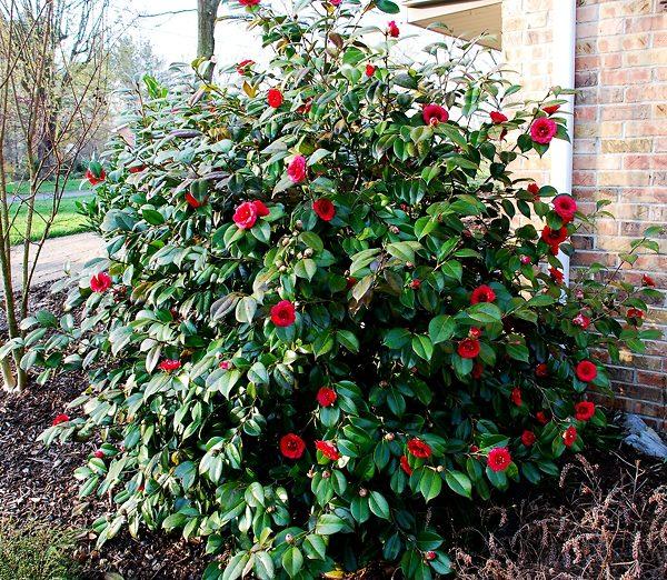 Camellia japonica 'April Tryst' - April Tryst Camellia (red) 