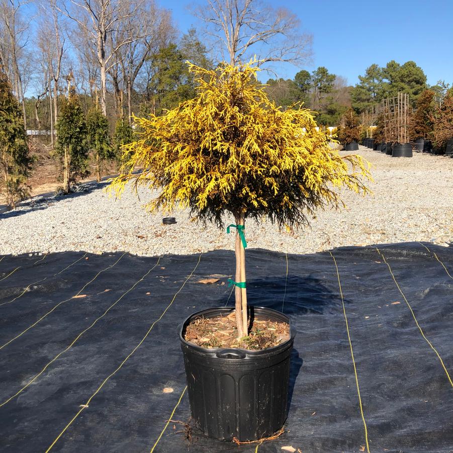 Chamaecyparis pisifera 'Golden Mop' - Gold Mop False Cypress STD from Panther Creek Nursery