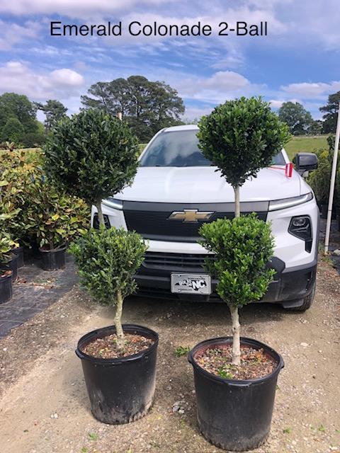 Ilex x 'Emerald Colonnade®' - Emerald Colonnade Holly® 2-ball (Topiary) from Panther Creek Nursery
May 2026
