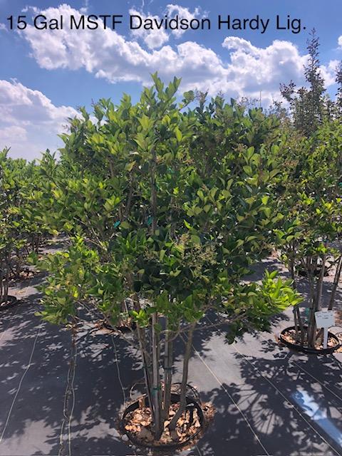 15g Ligustrum japonicum 'Davidson Hardy' MSTF from Panther Creek Nursery
June 2026
