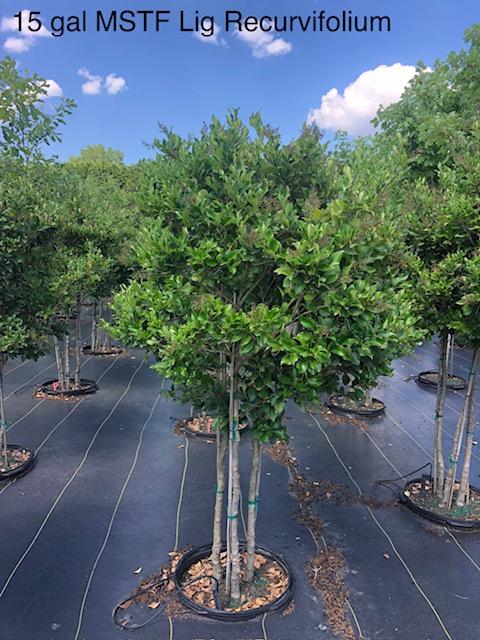 15g Ligustrum japonicum 'Recurvifolium' MSTF from Panther Creek Nursery
June 2026