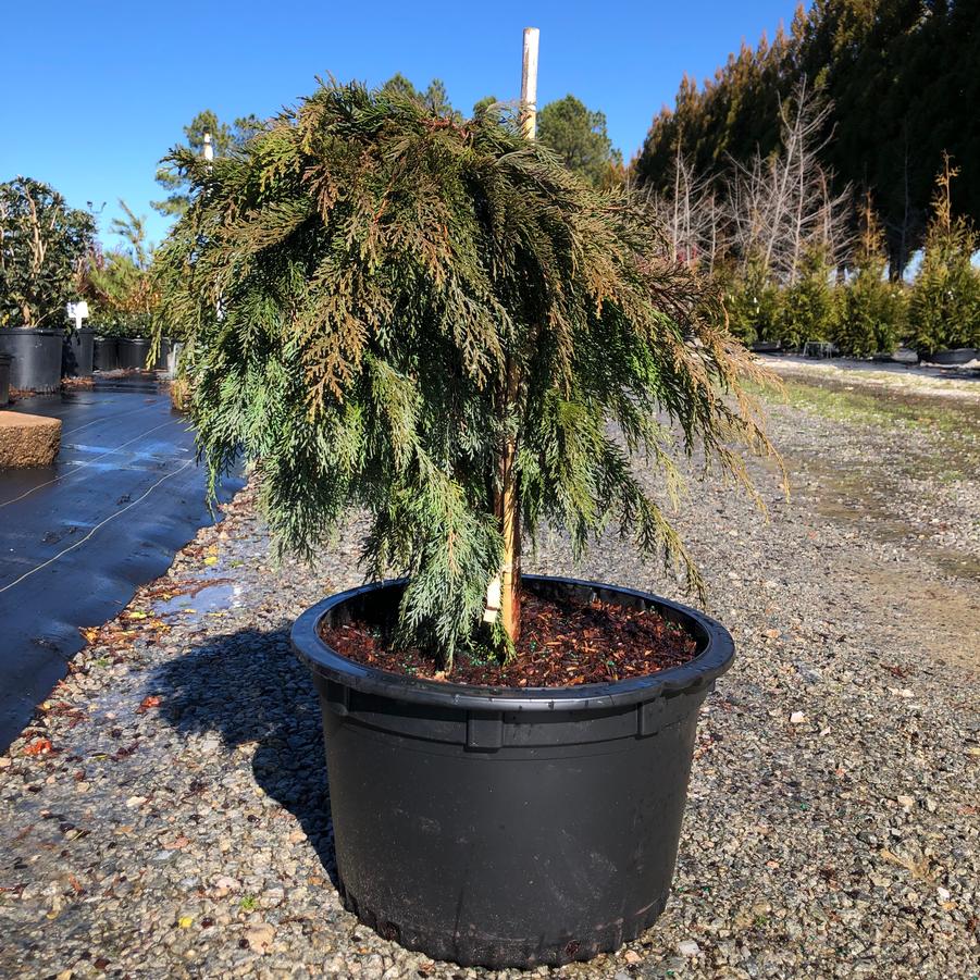 Microbiota decussata - Russian Cypress STD from Panther Creek Nursery