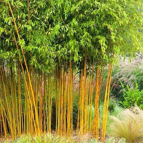 Phyllostachys aurea 'Golden Bamboo' - Golden Bamboo from Panther Creek Nursery
