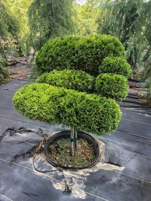 Thuja occidentalis 'Emerald' - Emerald Arborvitae Butterfly (Topiary) from Panther Creek Nursery
July 2026