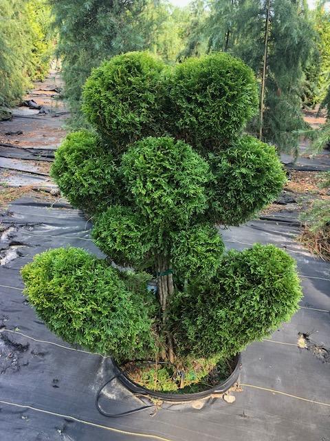 Thuja occidentalis 'Emerald' - Emerald Arborvitae Flower (Topiary) from Panther Creek Nursery
July 2026
