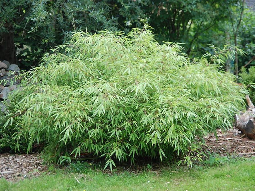 Fargesia rufa 'Sunset Glow' - Sunset Glow Bamboo from Panther Creek Nursery