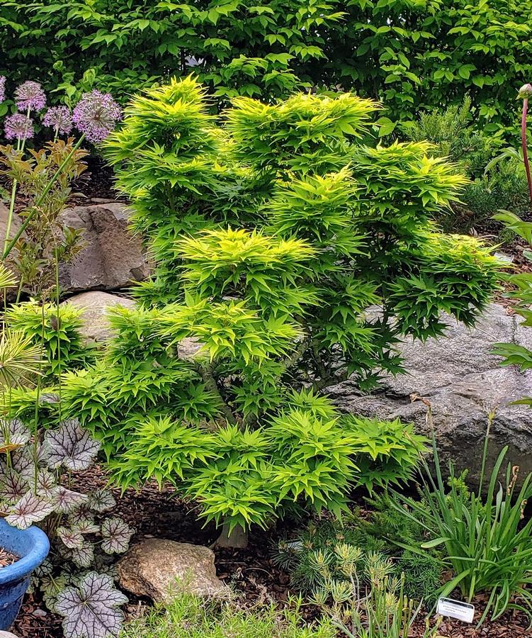 Acer palmatum 'Mikawa Yatsubusa' - Mikawa Yatsubusa Japanese Maple 