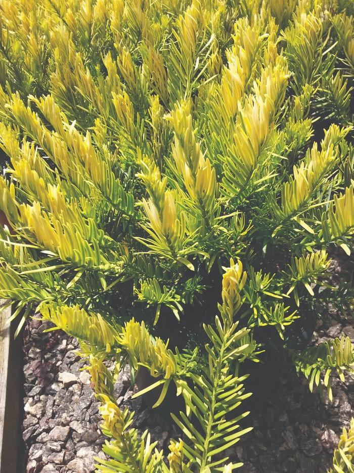 Cephalotaxus harringtonia Golden Dragon™