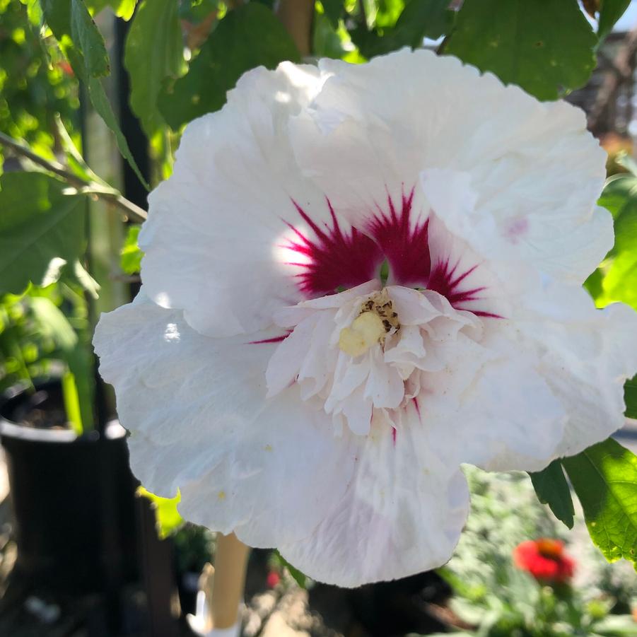 Hibiscus syriacus 'Bali' - Bali Hibiscus TF from Panther Creek Nursery