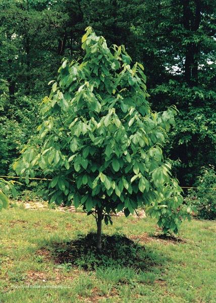 Asimina triloba 'Sunflower' - Sunflower Paw Paw Tree 