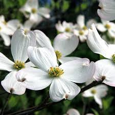 Cornus florida 'Super Princess' - Super Princess Dogwood 