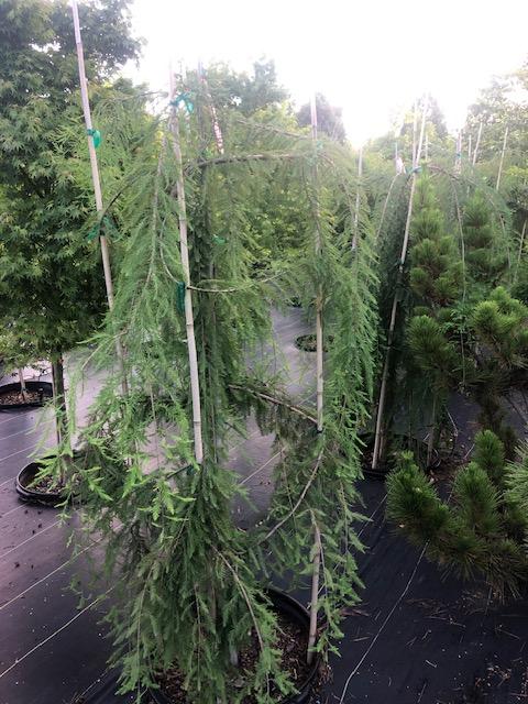 25g Taxodium distichum 'Cascade Falls' 6/19/25- All crops will not look identical
