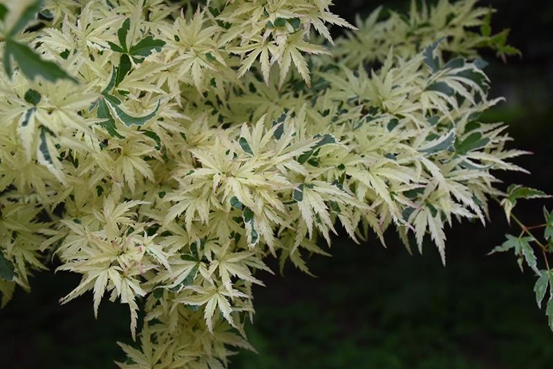 Acer palmatum 'Butterfly' - Butterfly Variegated Japanese Maple from Panther Creek Nursery