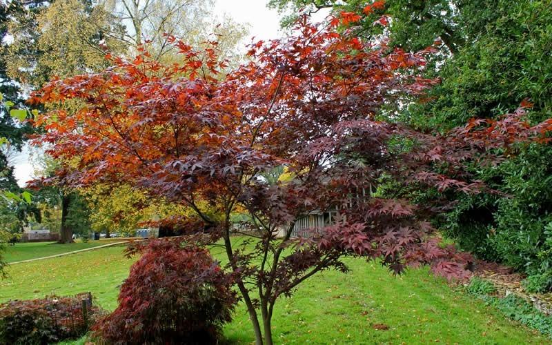 Acer palmatum 'Nuresagi' - Nuresagi Japanese Maple 