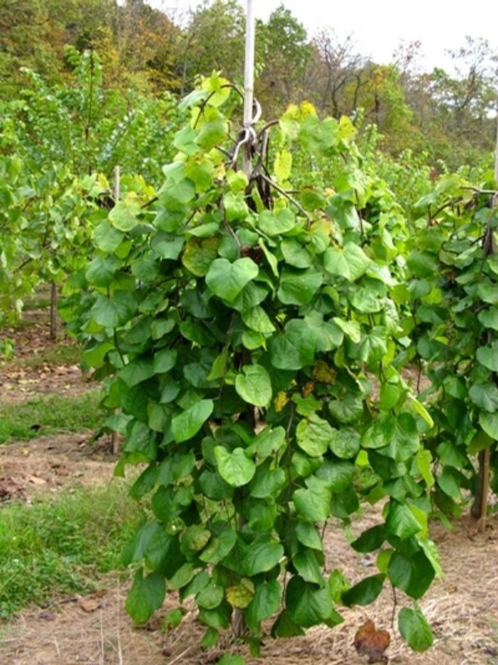 Cercis canadensis Lavender Twist®