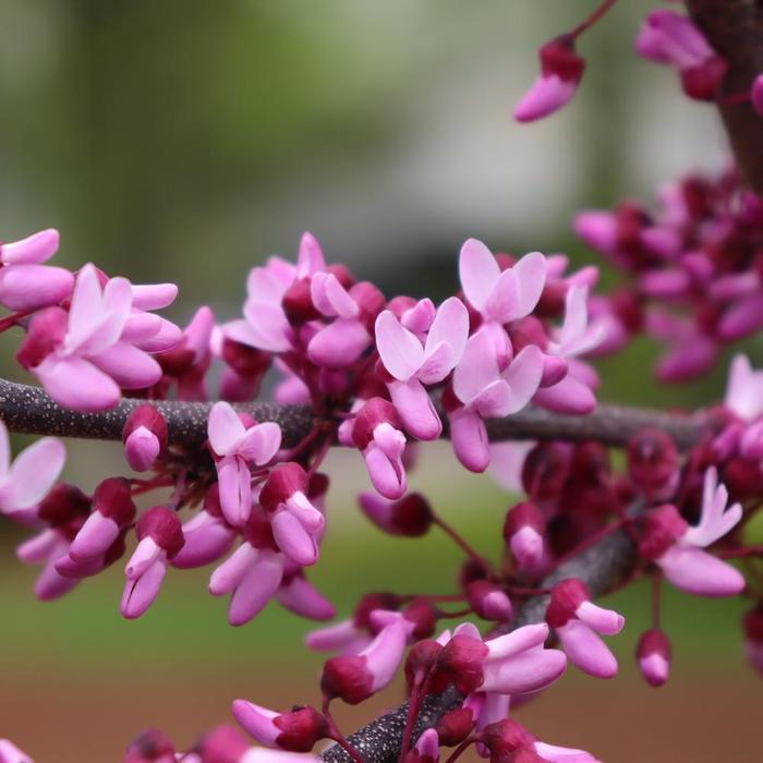 Cercis canadensis Midnight Express&reg;
