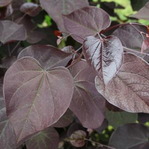 Cercis canadensis 'Velvet Hearts' - Velvet Hearts Eastern Redbud 