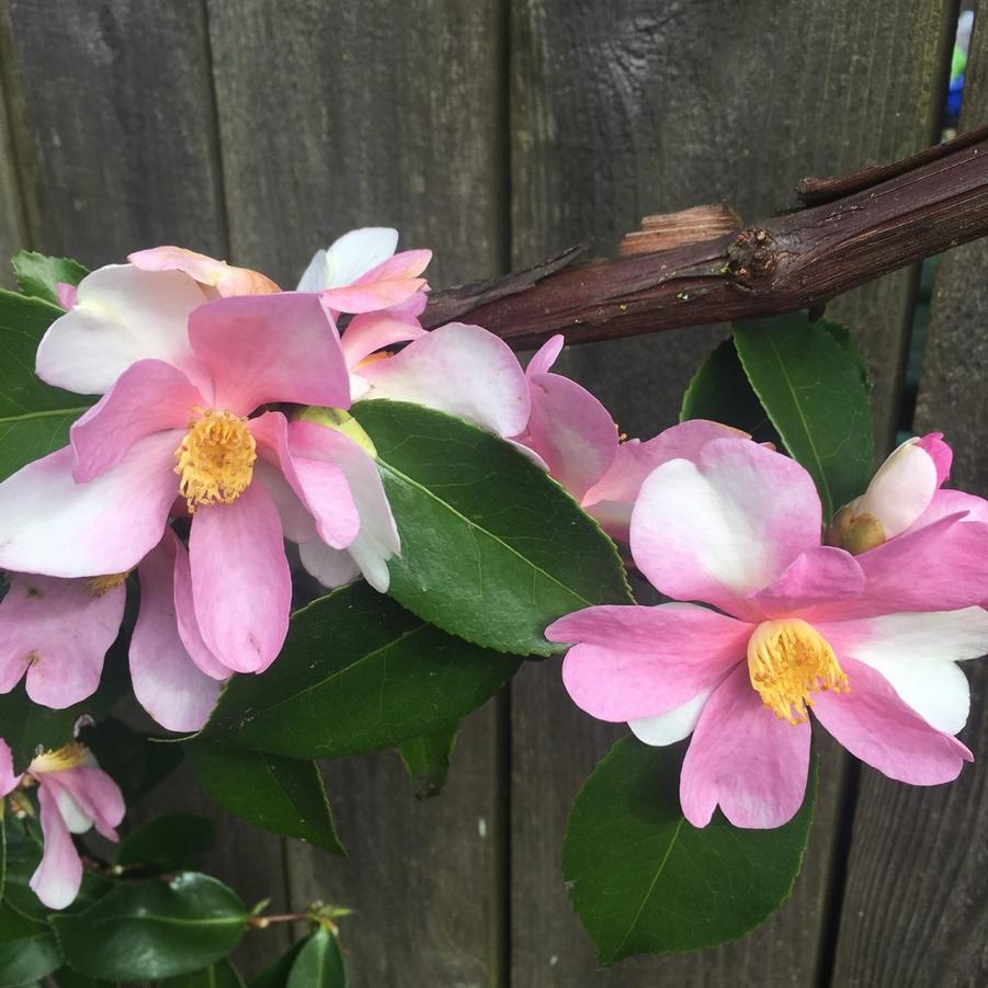 Camellia sasanqua 'Yume' - Yume Fall Blooming Camellia (pink/white) from Panther Creek Nursery