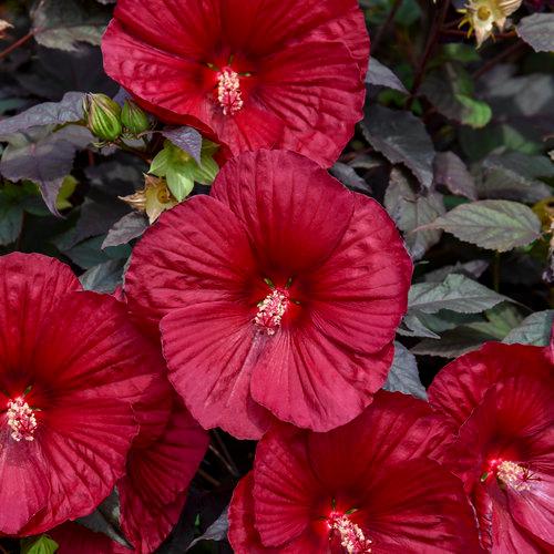 Hibiscus 'Holy Grail' - Holy Grail Hibiscus from Panther Creek Nursery