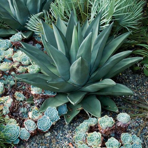 Agave 'Sharkskin' - Sharkskin Agave 