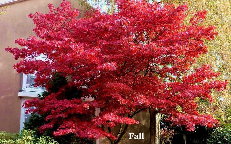 Acer palmatum 'Hefner's Red' - Hefner's Red Japanese Maple