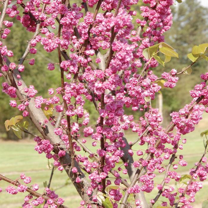 Cercis canadensis Pink Pom Poms