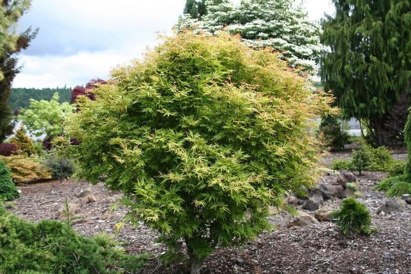 Acer palmatum 'Dr. Seuss' - Dr. Seuss Japanese Maple 
