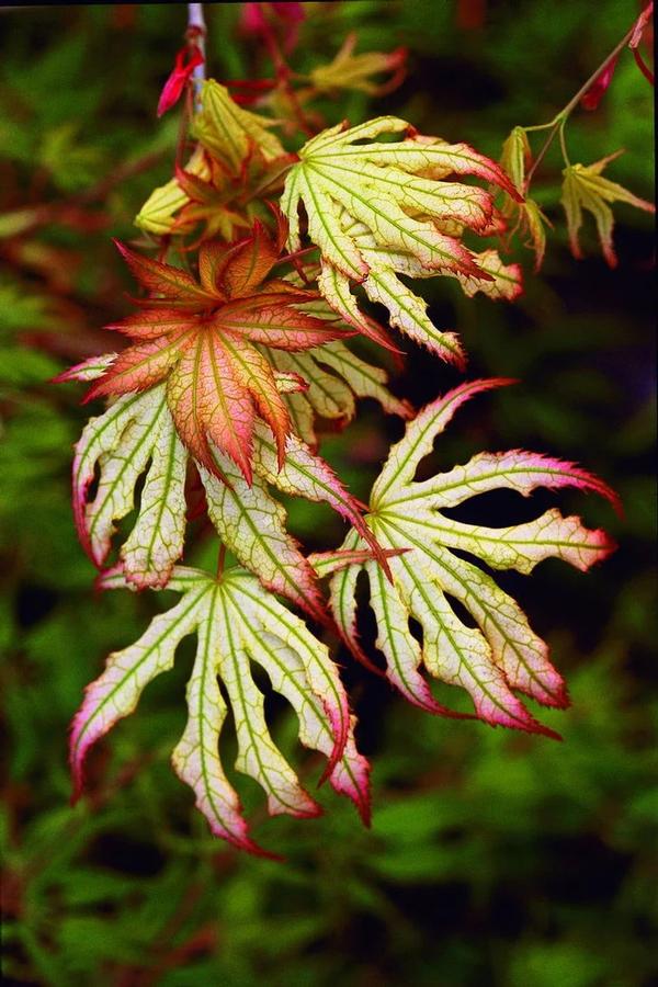 Acer palmatum 'First Ghost' - First Ghost Japanese Maple 