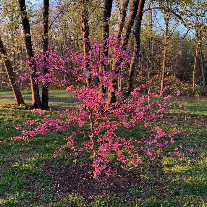 Cercis canadensis Zig Zag&reg;