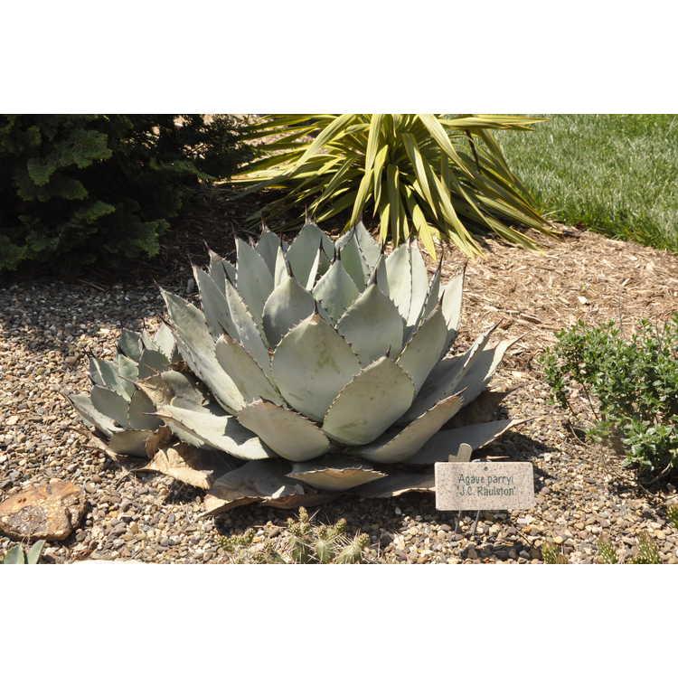 Agave parryi 'JC Raulston' - JC Raulston Century Plant