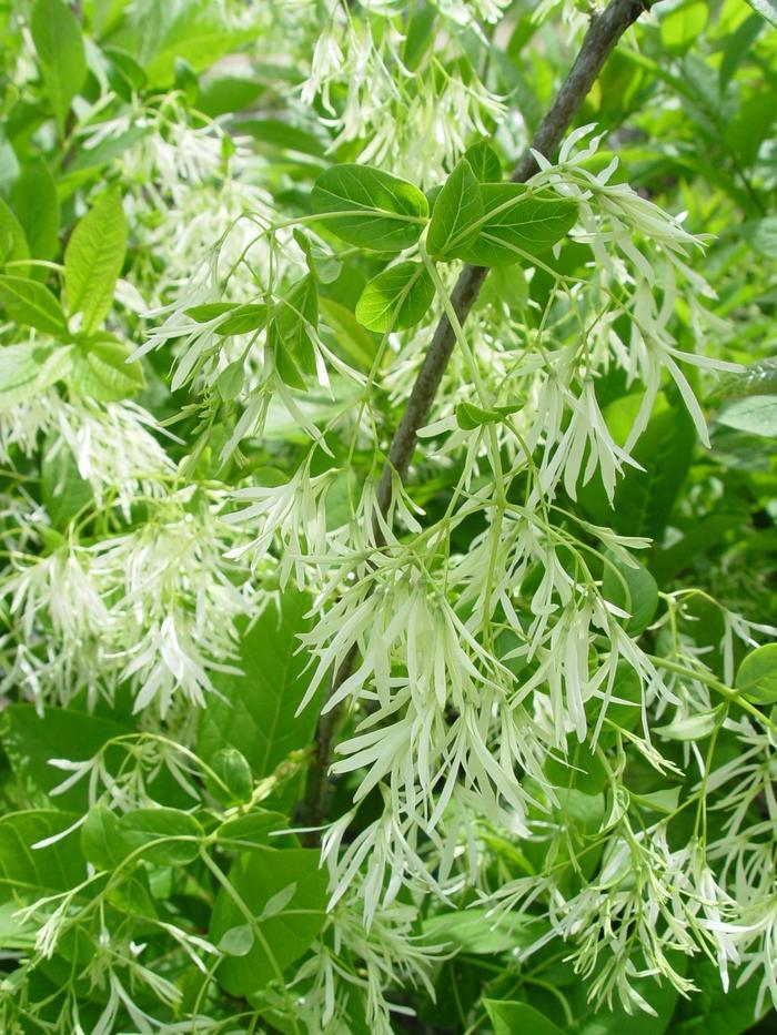 Chionanthus virginicus Spring Fleecing